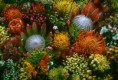 /album/galeria-de-fotos/protea-flower-2-copia-jpg/